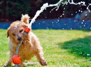 Lee más sobre el artículo Qué razas de perros sufren más el calor y cómo evitar una insolación