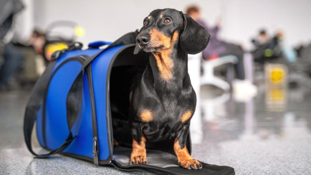 En este momento estás viendo Guía para viajar con mascotas en el avión: requisitos, precios y consejos