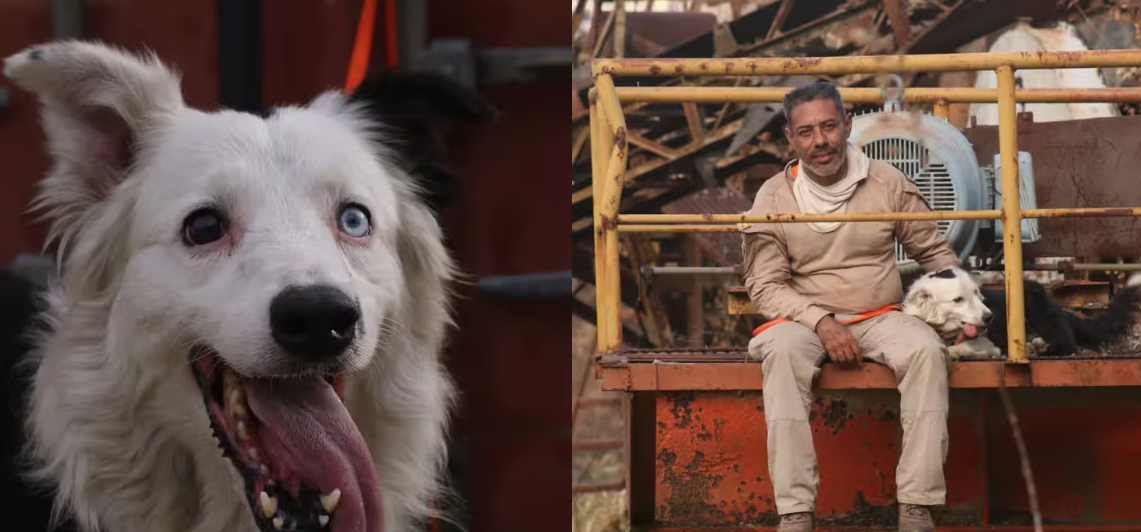 En este momento estás viendo ¿Quién es ‘Tsunami’? Esta es la triste historia detrás del perrito viral que salva vidas en Venezuela