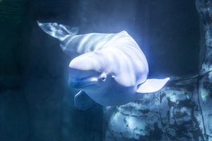 Lee más sobre el artículo <strong>Muere Jelly Bean de forma repentina en el Oceanogràfic de Valencia, una de las belugas rescatadas de Canadá</strong>